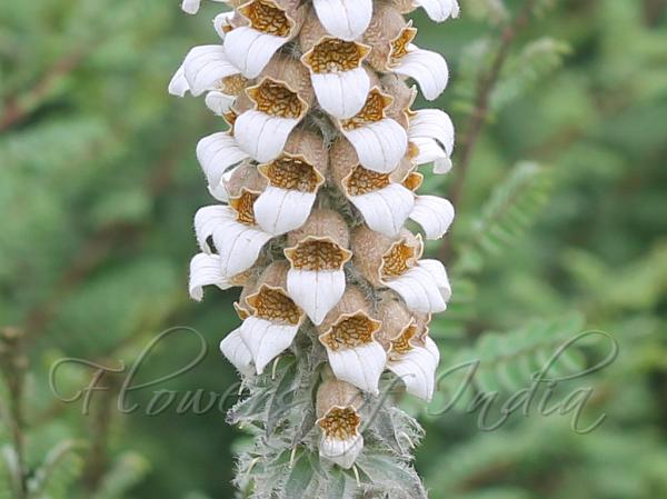 Grecian Foxglove